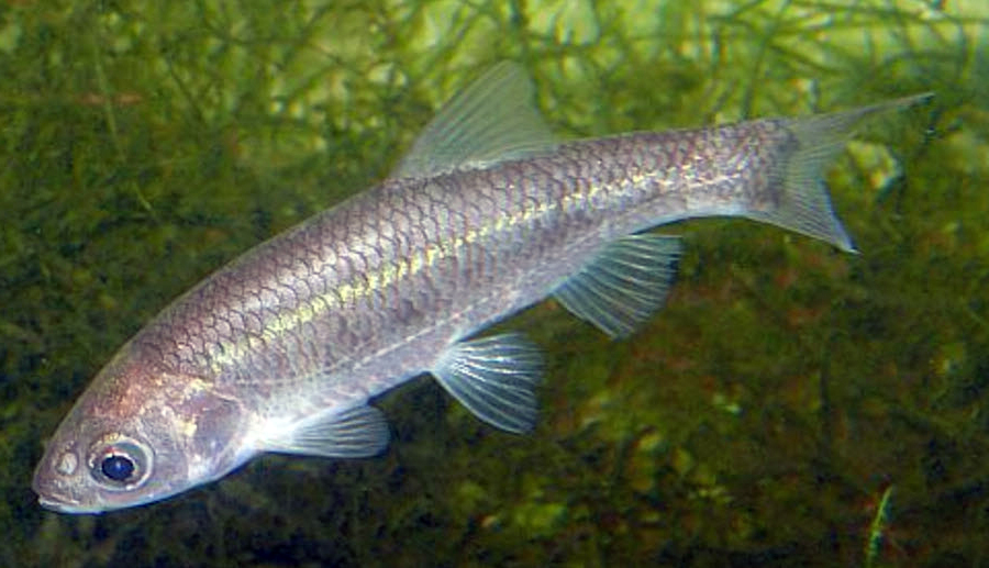 Squalius valentinus_02.jpg
